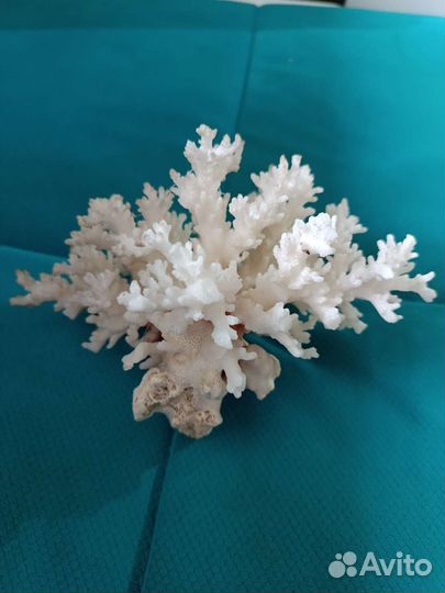 Натуральный коралл