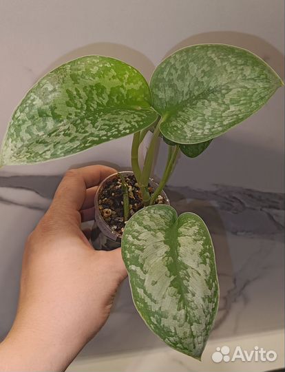 Сциндапсус Сильвер Сплеш