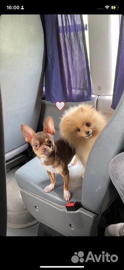 Вязка кобель чихуахуа