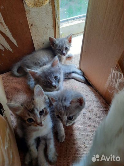 Котята в добрые руки