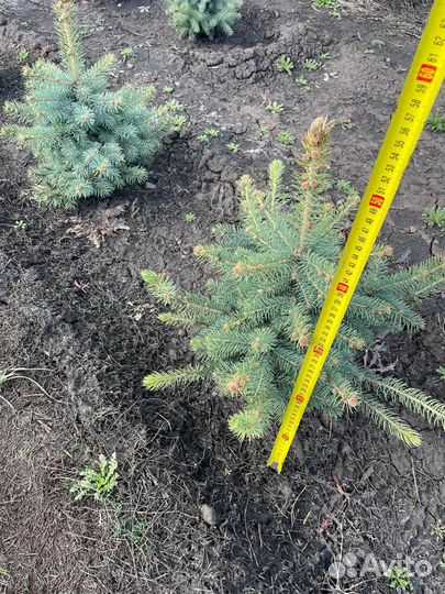 Ель голубая глаука