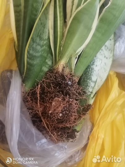 Сенсеверия штучно