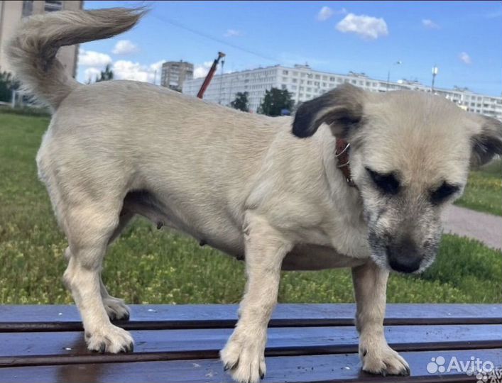 Юная девочка-коротколапик, метис корги