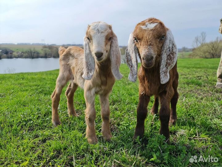 Продам козлят