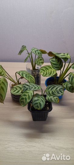 Калатея Бурле Макси калатея Амагрис