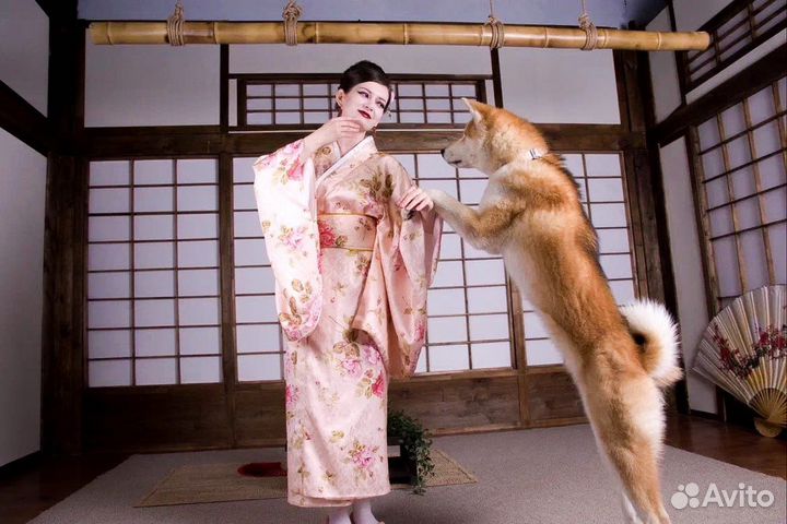 Хатико на фотосессию