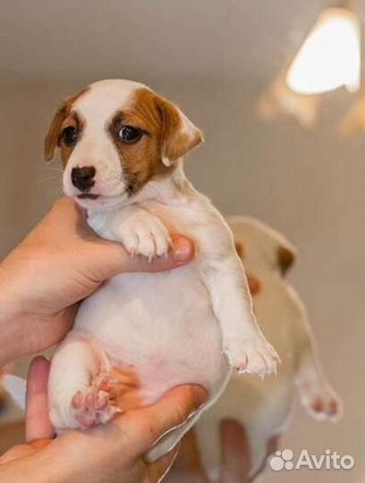 Щенки джек Рассел терьер гладкошерстный