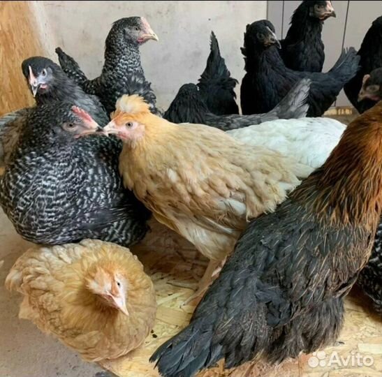 Куры несушки доминант