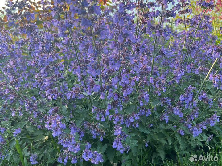 Компаньоны для роз