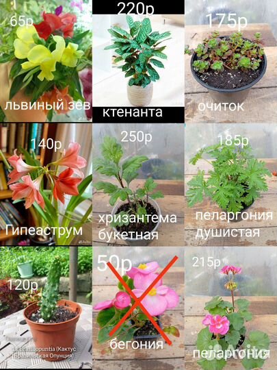 Цветы для сада