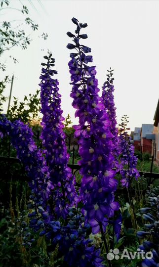 Саженцы розы, Пион сорт, ели голуб. Зел. Дельф