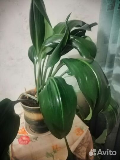 Эухарис амазонская лилия в горшке