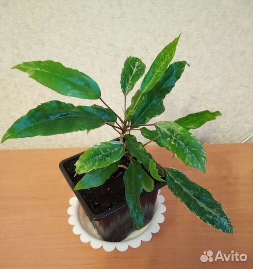 Комнатные растения цветы