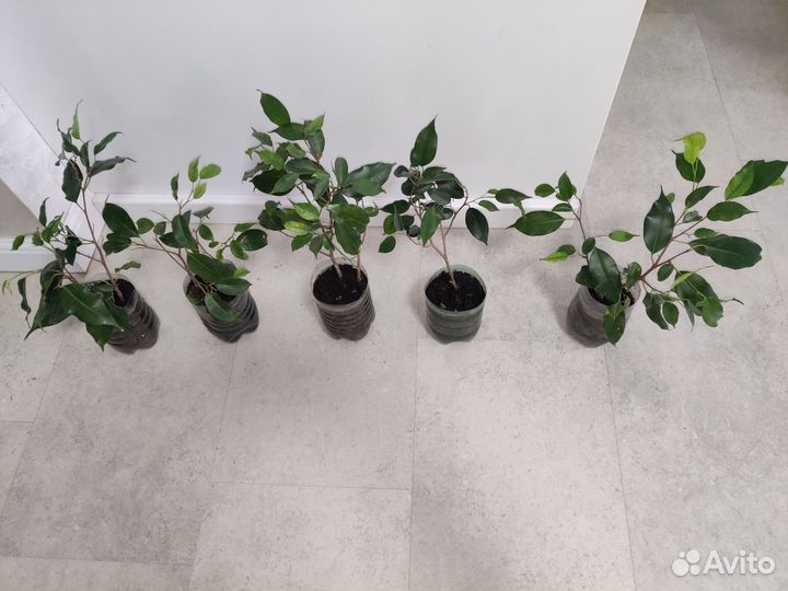 Фикус Бенджамина