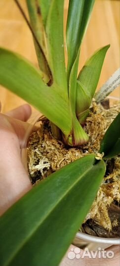 Орхидея Phragmipedium