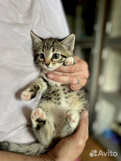 Котенок полосатик девочка в добрые руки