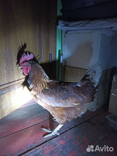 Петух ломан браун