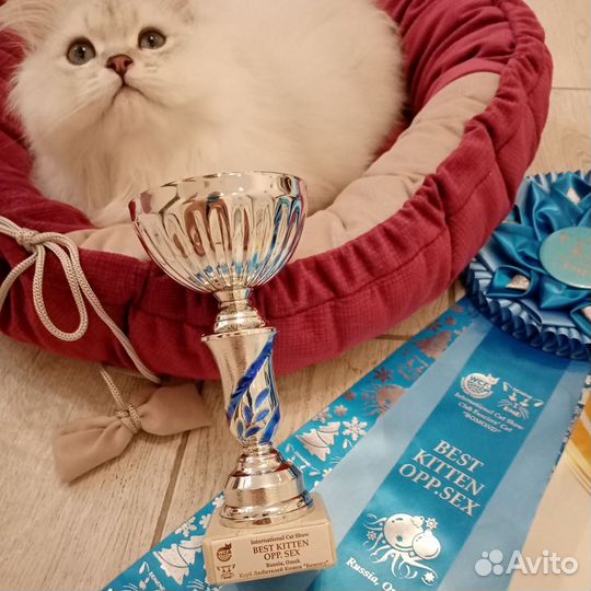 Кот вязка британский длинношерстный