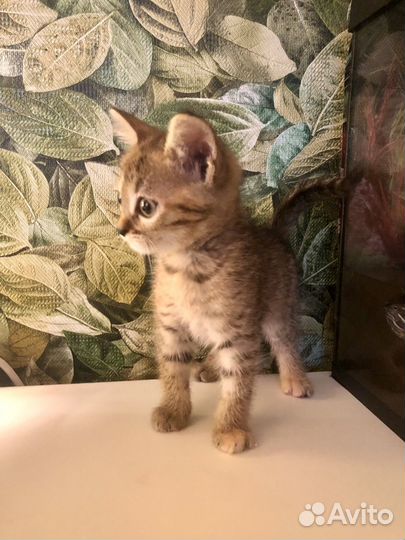 Котята манчкин