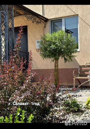 Плетёные деревья из сортового прута ивы арлекино