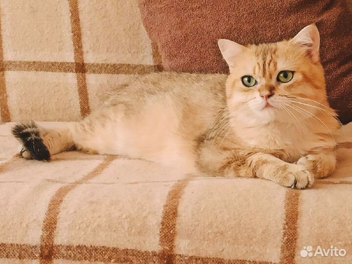 Британский кот