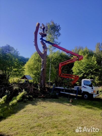 Кронирование и спил деревьев