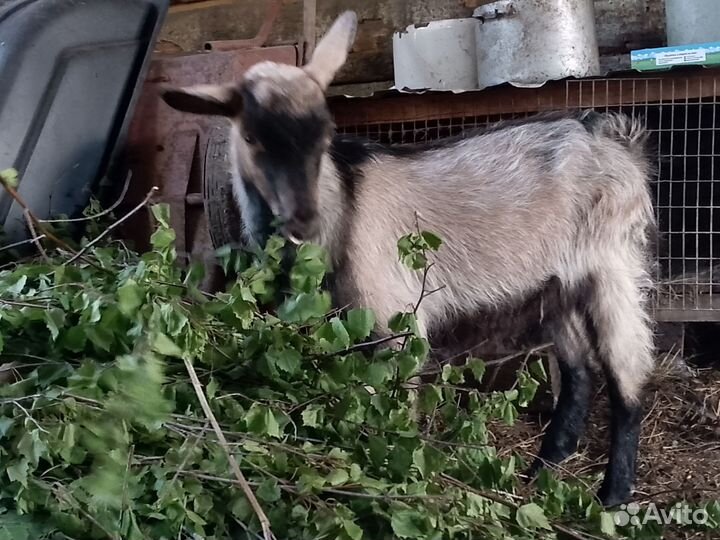 Нубийские козы и альпийские козлы