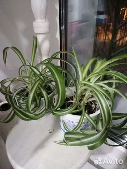 Хлорофитум кудрявый