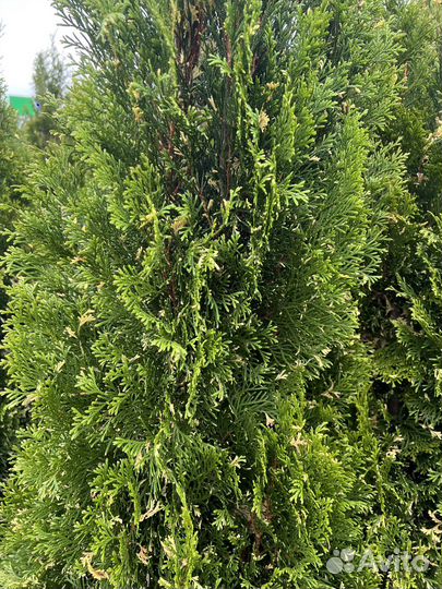 Туя Смарагд Вариегата