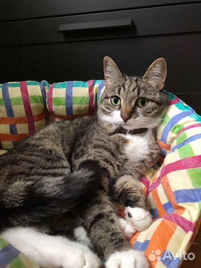 Передержка кошек/котов