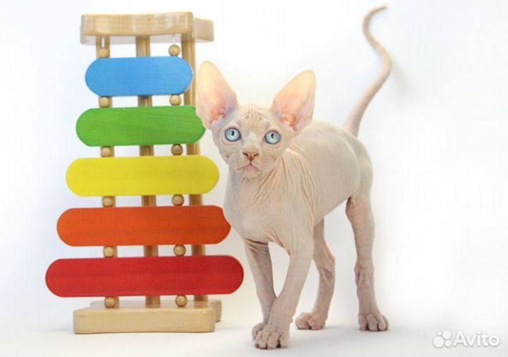 Лучше Сфинкса нет породы - это сам сюрприз Природы