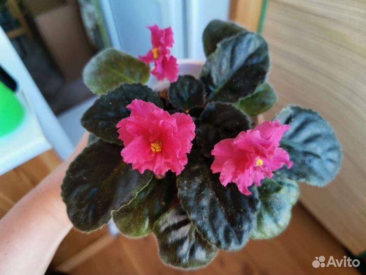 Фиалка в горшке