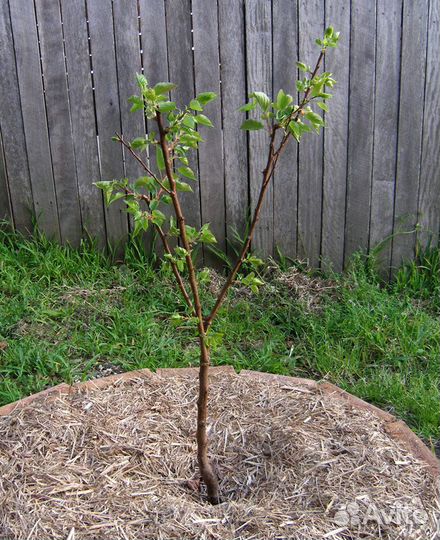 Абрикосовые деревья саженцы