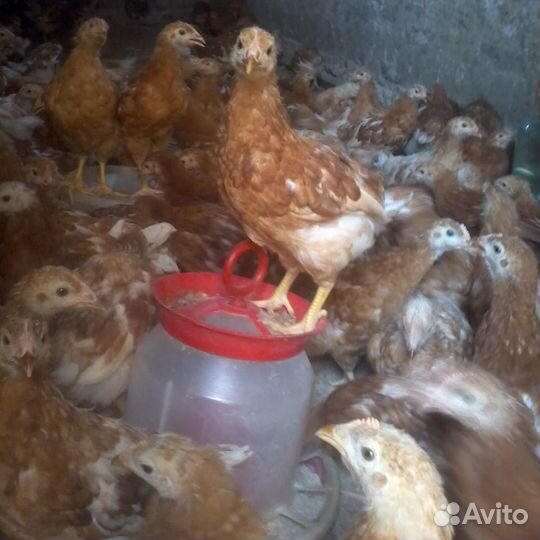 Молодые куры яичные Ломан Браун