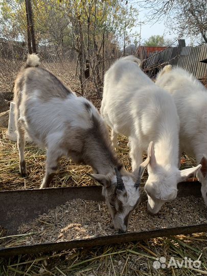 Козалята пародестые