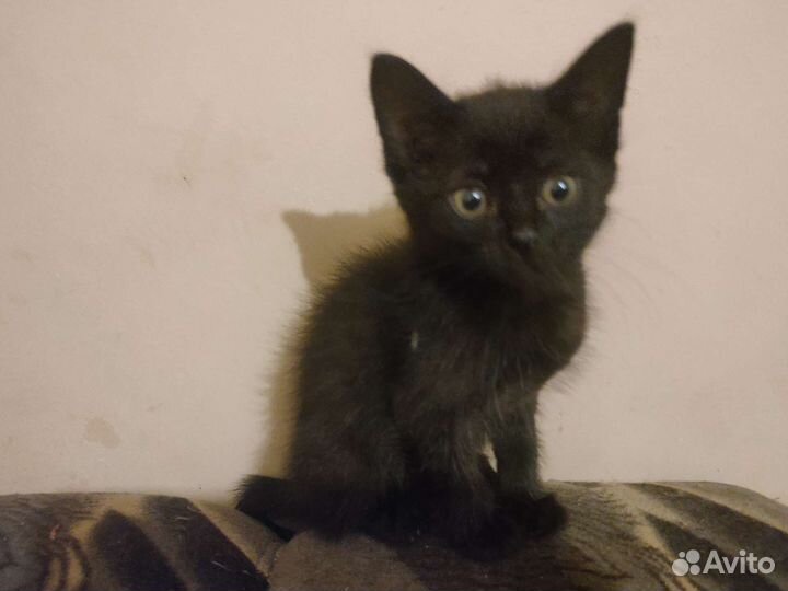 Кошки в добрые руки бесплатно