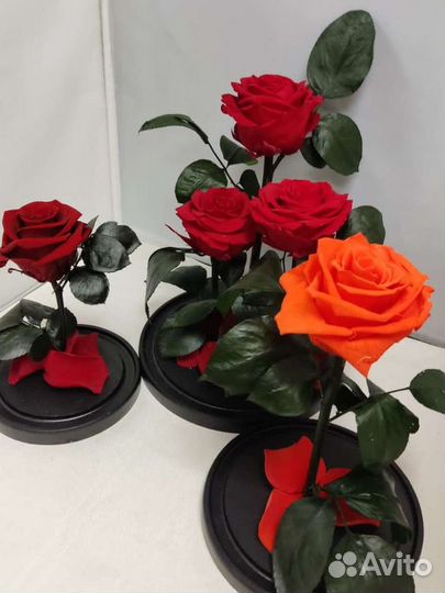 Роза в колбе