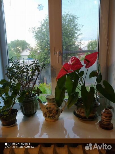 Кувшины для воды, сока, вина