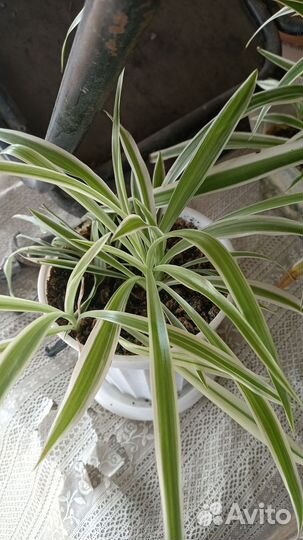 Цветы (комнатные)