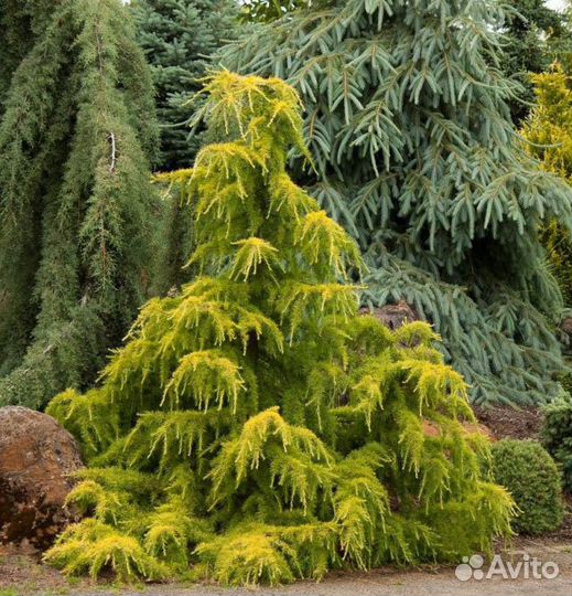 Кедры, Секвоядендрон, Лиственница и др