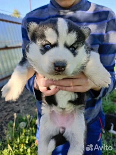 Щенки сибирской хаски