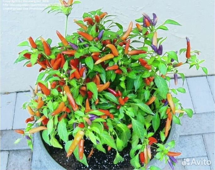 Перец декоративный Медуза