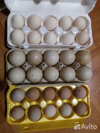 Инкубационное яйцо