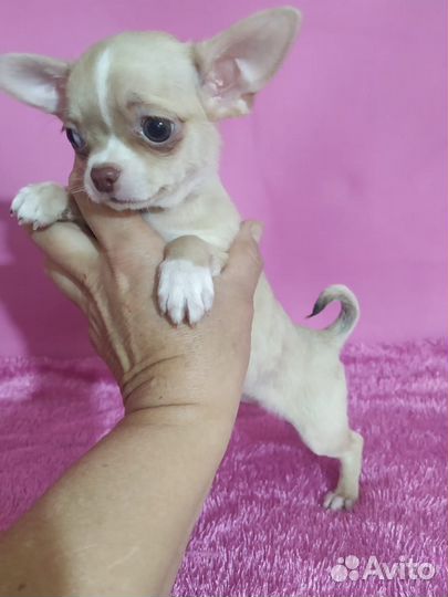 Девочка чихуахуа