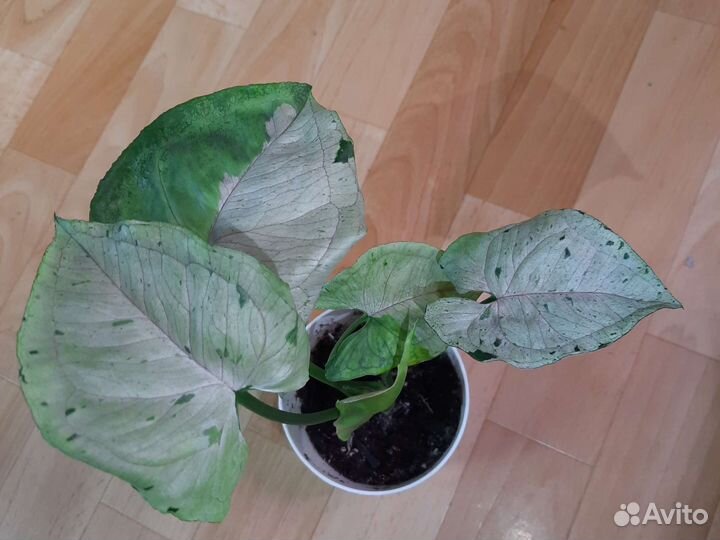 Сингониум серый призрак