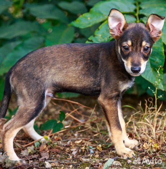 Щенки в дар