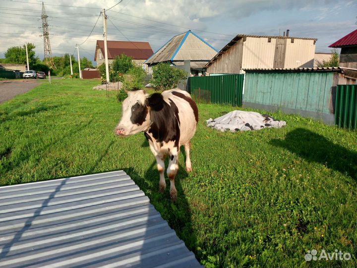 Телка стельная