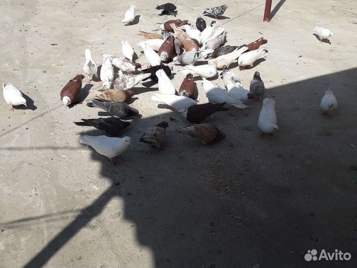 Прадаю голубей