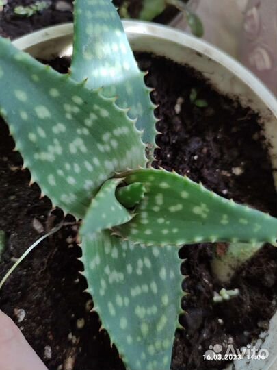 Продам алое древовидное (столетник)