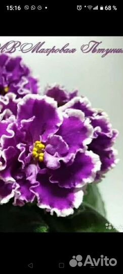 Фиалка Махровая Петуния